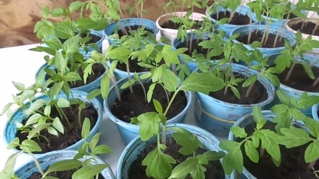 Выращивание рассады перцев, томатов и баклажан на подоконнике до пикировки. смотреть онлайн