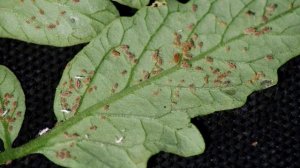 Как бороться с тлей на помидорах в теплице и в открытом грунте