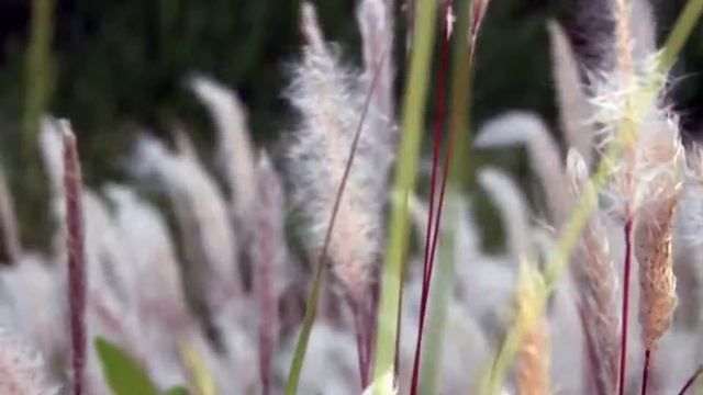 SONY HDR AX2000 TEST VIDEO смотреть онлайн