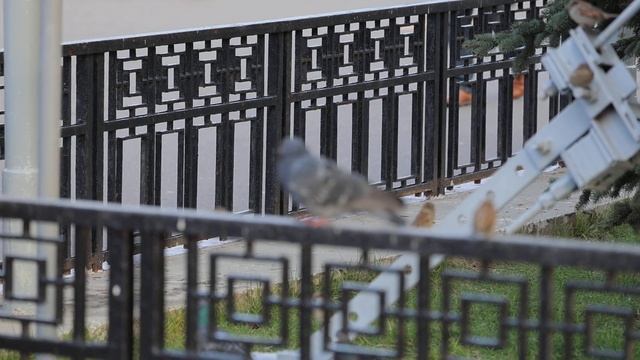 Canon R8 Slow motion 180 FPS. Птички на праформе Балтийского вокзала. Санкт-Петербург. 20.10.2023 г смотреть онлайн