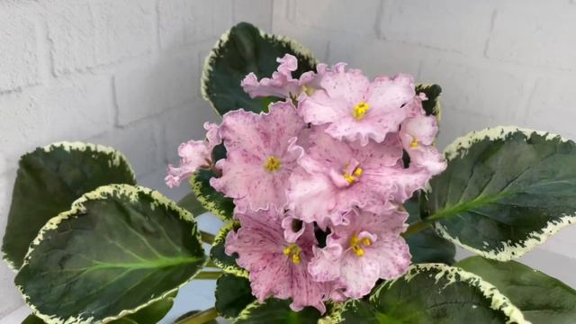 Фиалка ЕЛ-Роза Хутор | Даты ВЫСТАВОК ЦВЕТОВ. ДОМАШНЯЯ ОРАНЖЕРЕЯ. смотреть онлайн