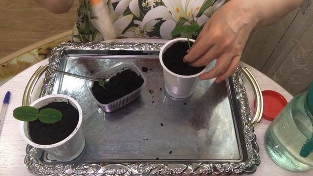 Пересадка огурцов в контейнер.