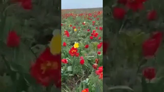 Весна/Дикие тюльпаны/Степь/Калмыкия/2022#Spring/Wild tulips/Plain/Kalmykia/2022 смотреть онлайн
