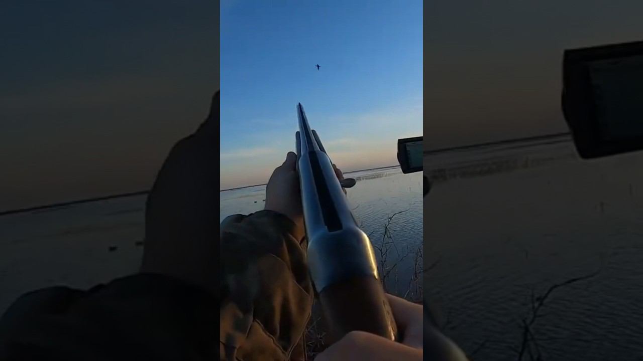 Весенняя охота на селезня, добыл широконоса #охота #охотанауток #охотанагуся #охотаназайца смотреть онлайн