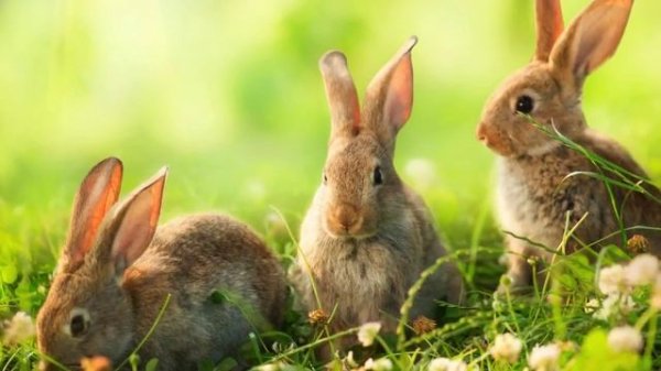 Relaxing Sleep Music, Classical Sleep Music, Deep Sleep Music, Insomnia, Sleeping Music, ♫E161D