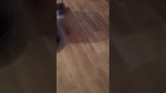 Нанесение масла Borma Wachs