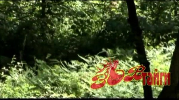 Амурский тигр преследует оленя. Amur tiger chase deer.