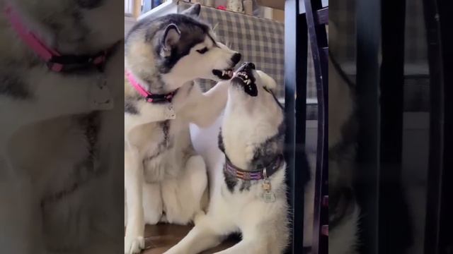 Когда вы поссорились, но все равно любите друг друга 🤣😄😄 Отправляй мужу/ жене смотреть онлайн