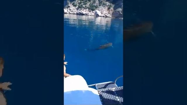 Купание с дельфином в открытом море Севастополь (Балаклава) смотреть онлайн