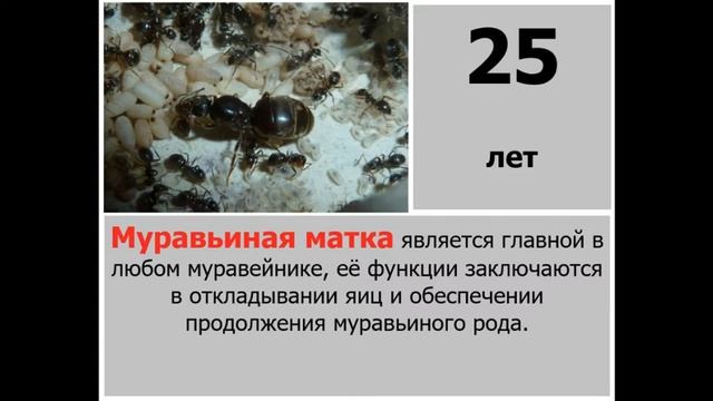 Кто Живёт Дольше Всех на Свете☠ смотреть онлайн