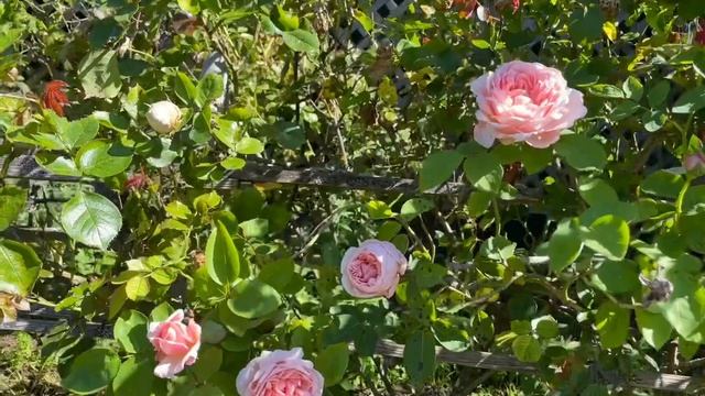 Golden Gate Park Rose Garden 2022 смотреть онлайн