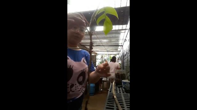 Paano ilagay sa paso ang Dragon Tail Plant | propagating dragon tail смотреть онлайн