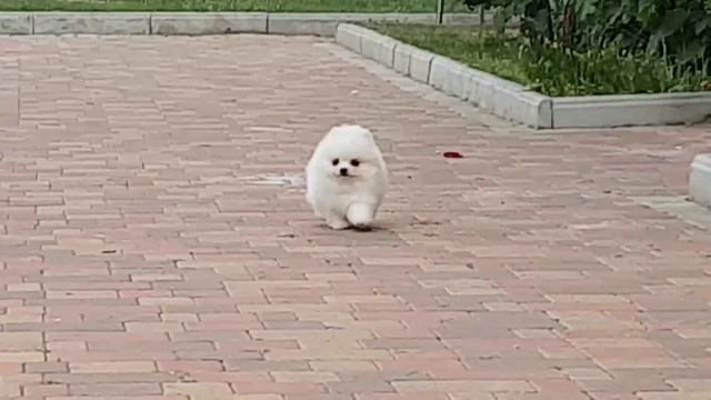 Белый мини померанский цверг шпиц. White tiny pomeranian dwarf. Www.elitdog.com смотреть онлайн