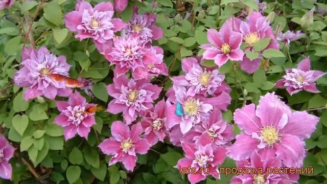 Клематис крупноцветковый Пиилу (clematis Piilu) ? Пиилу обзор: как сажать, рассада клематиса Пиилу