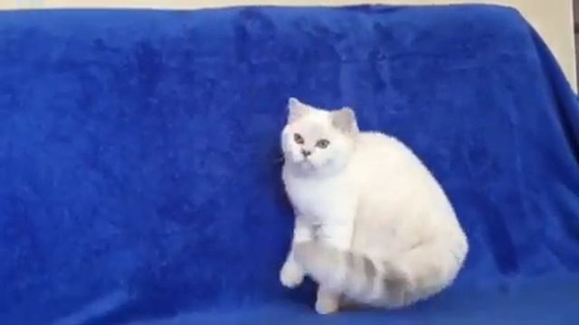 BRI ns 11 33 британская шиншилла колор Поинт смотреть онлайн