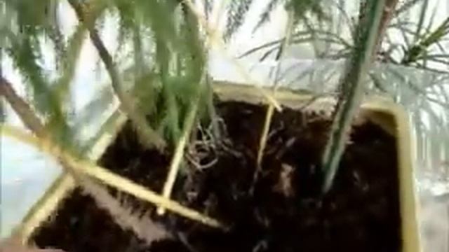 Ольга Васильевна рассказывает про своё хвойное домашнее растение — араукарию смотреть онлайн