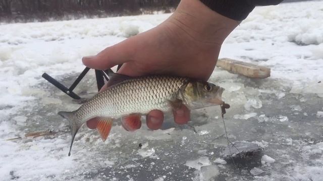 Первый лёд 2022-2023,рыбалка на поставушки ловля налима ну налим пока не берет зато белая рыба есть смотреть онлайн