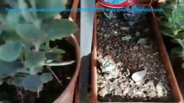 Kaktüs Sukulent Sardunya ve Salon Çiçekleri / Yarışma Videosu-2 смотреть онлайн