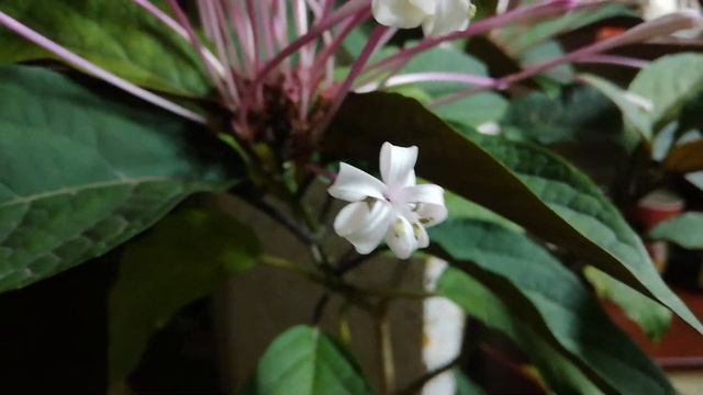 Клеродендрум Фейерверк. Clerodendrum quadriloculare смотреть онлайн