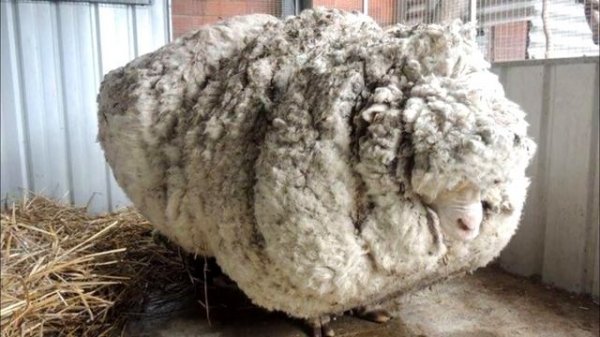 Баран убежал на 5 лет, его обнаружение было настоящим сюрпризом, побившим мировой рекорд