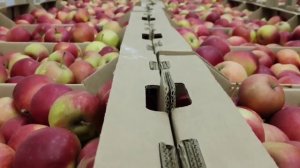 Урожай Найдаред (Айдаред)