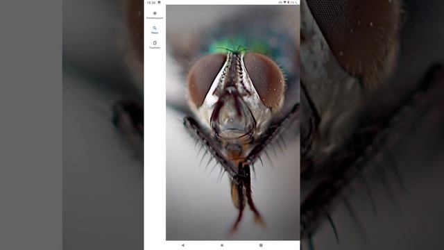 Муха ЦЕЦЕ из Африки смотреть онлайн