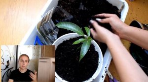 Первая пересадка манго / как выростить манго из косточки дома? /  luchek_