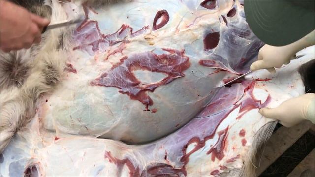 Засапожный нож от А.Титова в работе смотреть онлайн