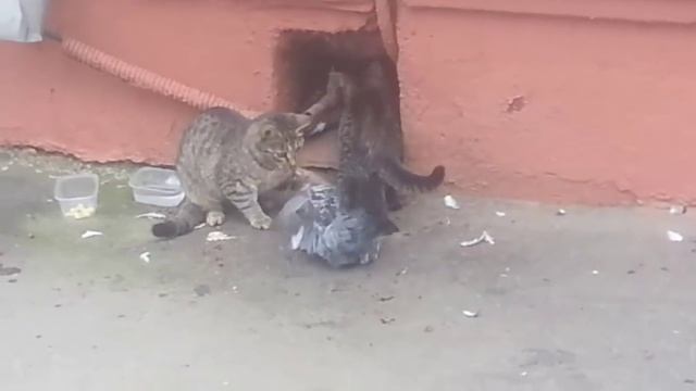 Кошка поймала голубя|Мама кошка учит котенка охоте смотреть онлайн