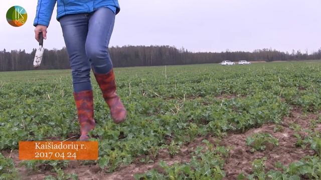 IKMIS. Pasėlių stebėjimas – situacija Vidurio Lietuvoje смотреть онлайн