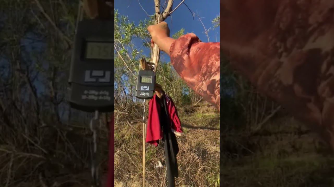 Очередной улов на донки. Насадка: сало и pop-up из пенки. смотреть онлайн