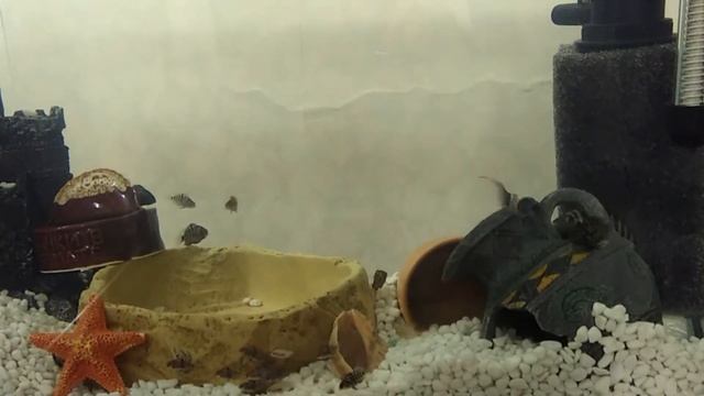 Епки чернополосых цихлозом... смотреть онлайн