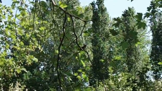 Одна минута соловьиного пения смотреть онлайн