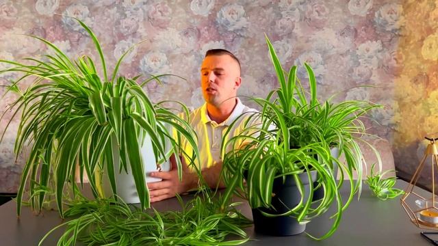 Мой Шикарный ХЛОРОФИТУМ. Содержание, Уход, Размножение. смотреть онлайн