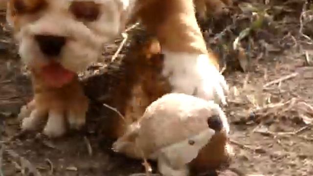 Щенок девочка от Гамлета и Касабланки, видео 3 смотреть онлайн