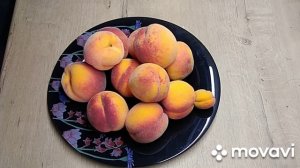 Персик на участке. Сорт "Красная Москва."