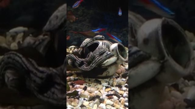 Рыба Черный принц смотреть онлайн