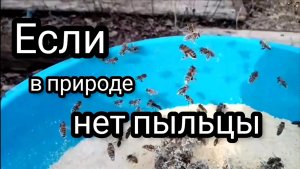Заменитель пыльцы для пчел весной