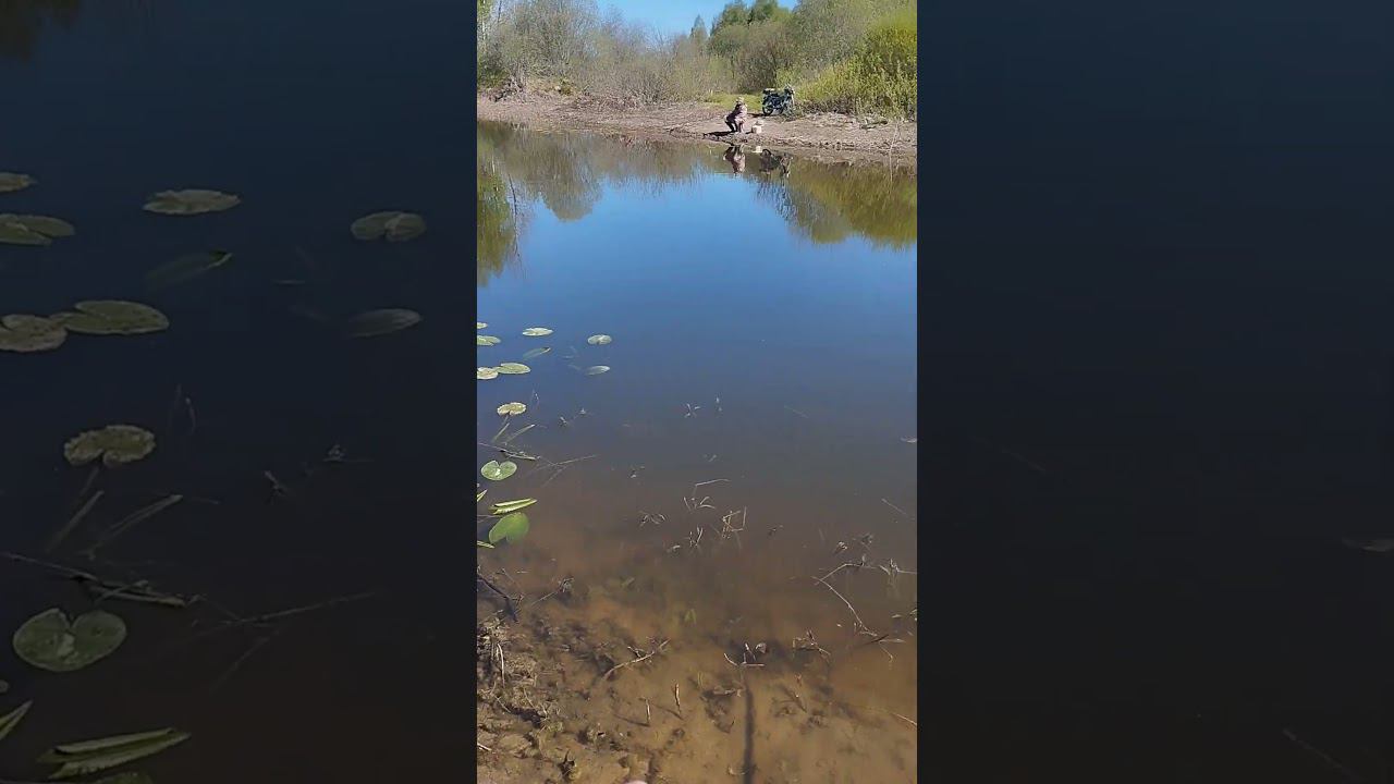 Рыбалка на поплавок.Ловим уклейку на поплавочную удочку #shortvideo #рыбалка #fishing #fishingvideo смотреть онлайн