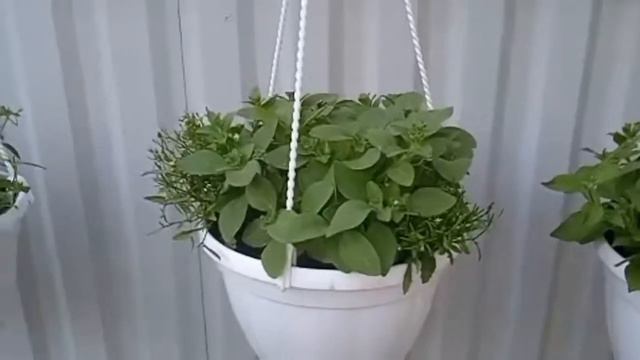 Уход за маточниками ампельных петуний летом смотреть онлайн