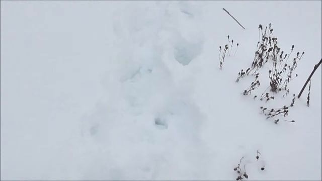 как не заблудиться в зимнем лесу смотреть онлайн