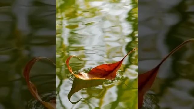 Опасные насекомые Комар смотреть онлайн