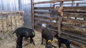 Испанские Козы. Мурсианы Гранадина, в хозяйстве ООО Агротехника.