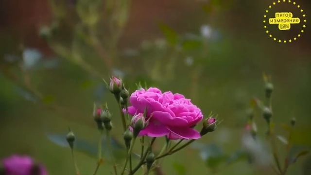 ??Древнейшая мантра исцеления?? смотреть онлайн