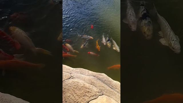 Бахчисарайский парк миниатюр. Маленький пруд с рыбками. смотреть онлайн