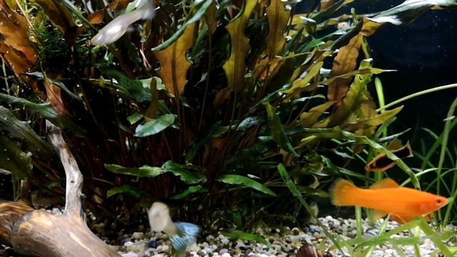 ХРОМИС КРАСАВЕЦ. СОДЕРЖАНИЕ И РАЗВЕДЕНИЕ В АКВАРИУМЕ смотреть онлайн