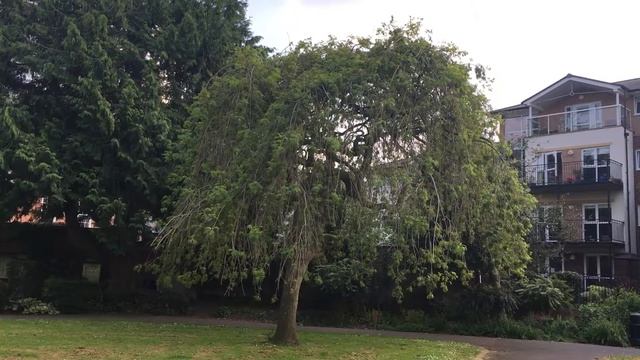Weeping Ash (Fraxinus excelsior 'Pendula') - tree - May 2018 смотреть онлайн