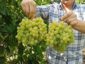 Сорт винограда Новый Подарок Запорожью