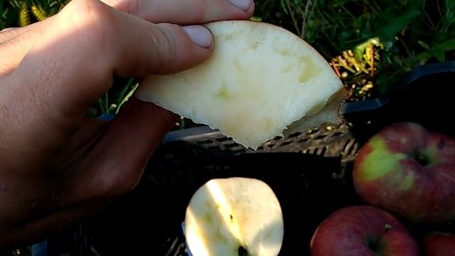 Сорт яблони Граф Эззо смотреть онлайн