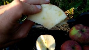 Сорт яблони Граф Эззо